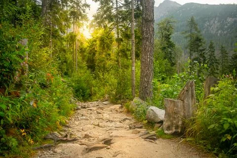 Magical forest path between the lush foliage. Stock Photos