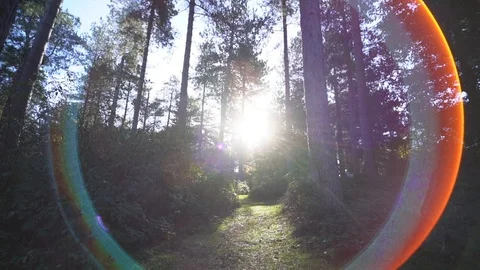 Magical forest path 库存影片 103112662