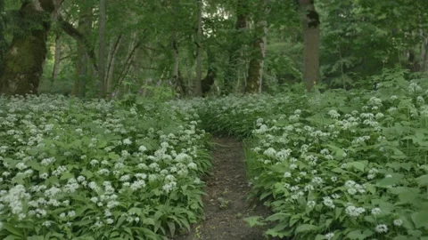 Magical forest path with wild garlick blooming on the sides Stock Footage 159980662