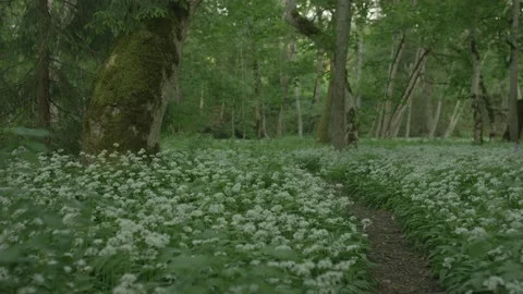 Magical forest path with wild garlick blooming on the sides Stock Footage 159980717