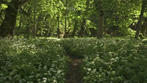 Magical forest path with wild garlick blooming on the sides Video stock 159981257
