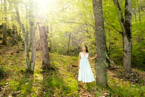 Magical forest Stock Photos