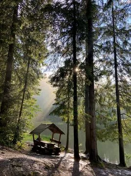 Magical forest Foto stock