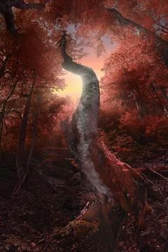 Magical forest Stock Photos