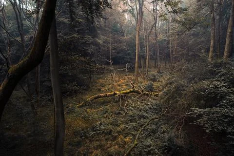 Magical forest Foto stock
