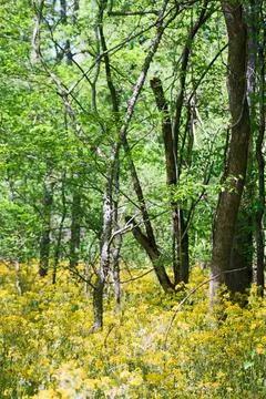 Magical Forest 写真素材