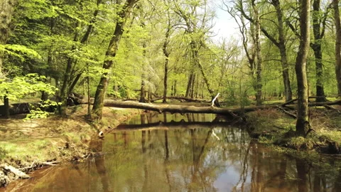 Magical Forest Stream - New Forest Stock Footage 153993107