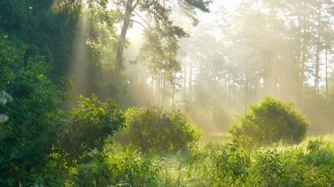 Magical forest at sunrise. Rays of the sun break through the branches of huge Video stock 225329498