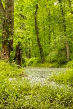 Magical Forest Swamp Stock Photos
