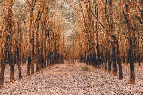 The magical forest is terrifying Stock Photos