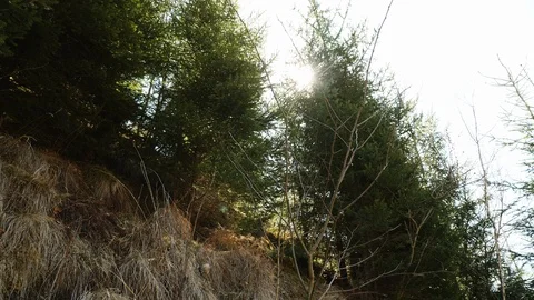 Magical forest with the trees growing Video stock 105378176