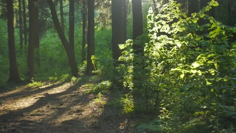Magical forest with trees, growing lush bushes. Video stock 121502316