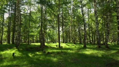 Magical forest with the trees . Warm sunbeams illuminating the trunks and lovely Stock Footage 116957272