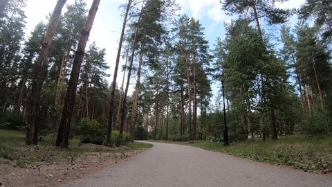 Magical forest walk along the path in the forest. Timelapse. 4k Stock Footage 122804637