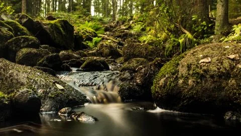 A magical forrest Stock Photos