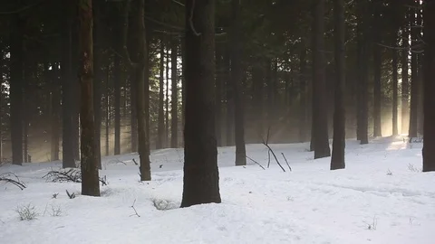 Magical glimpse into the winter snow spruce forest, beautiful fog mountain Stock Footage 83298733