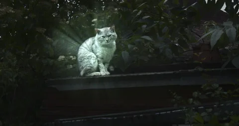 Magical glowing cat. Stock Footage 131731060