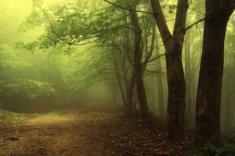 Magical green forest path with old trees and fog, woods background Stock Photos