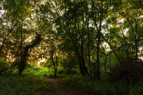 Magical green light through path of trees Foto stock