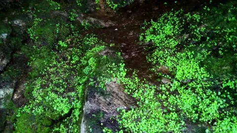 Magical landscape Stock Footage 160807218