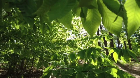 MAGICAL LEAVES Stock Footage 194859921