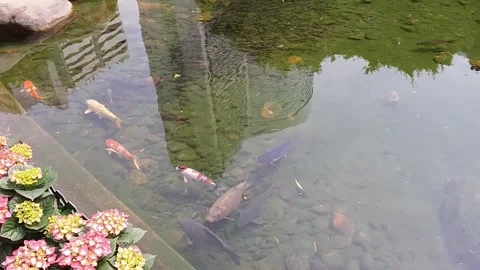 Magical Life at the Bottom of a Pond: An Explore of Garden Fishes Stock Footage 241284490