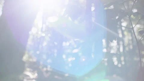 Magical light flare through native rainforest foliage, Australia, Springbrook Stock Footage 236532366