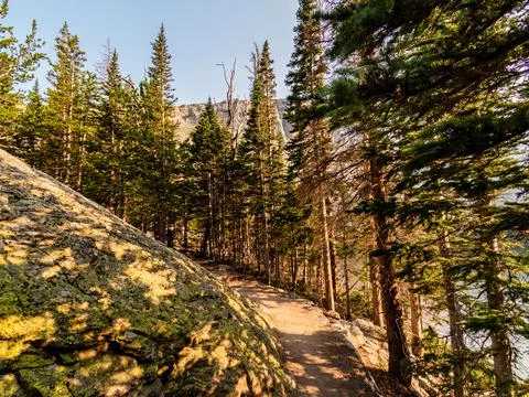 Magical light shining through the pine trees in the Rocky Mountains. Stock Photos