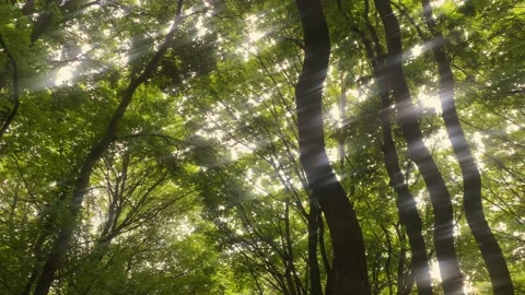 Magical light sparkling in the forest Vídeos de archivo 155156700