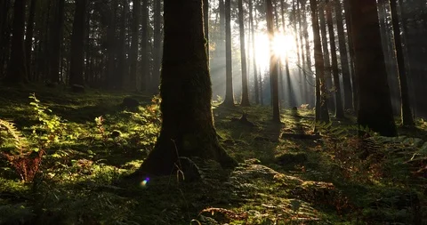 Magical light through trees Stock Footage 97409994
