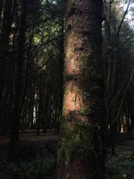 Magical light on a tree Stock Photos