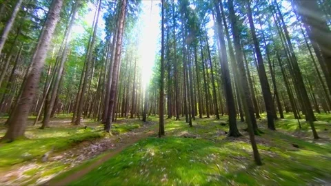 Magical lighted forest light rays and backlight flown by stable fpv drone Stock Footage 167882723