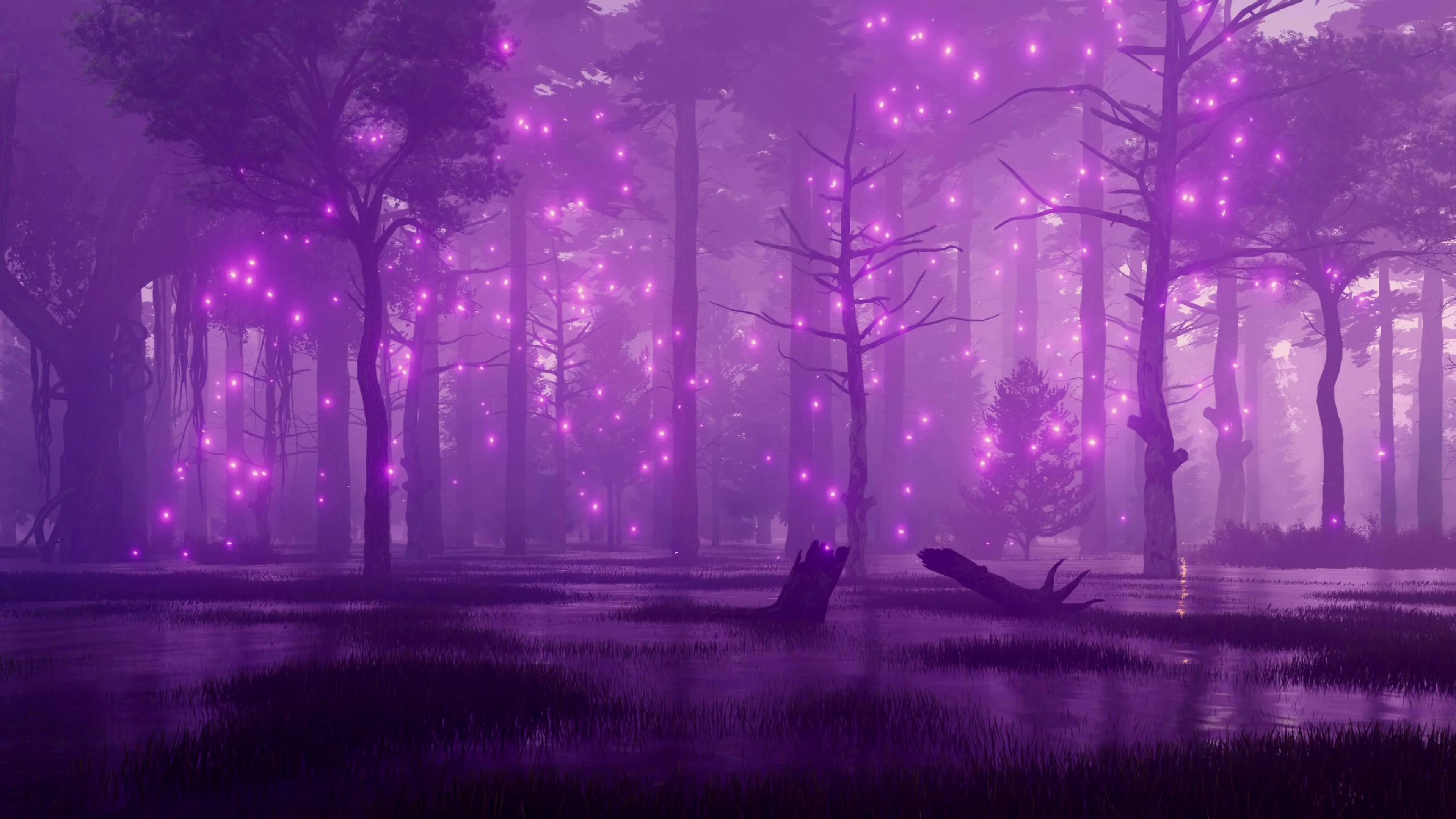 magical night forest