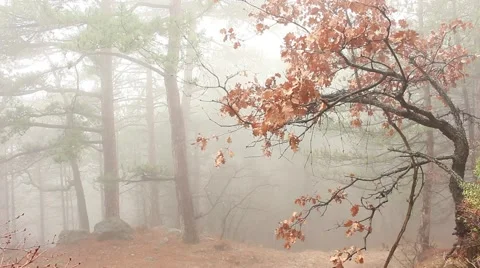 Magical Misty Forest Vídeo Stock 48579911