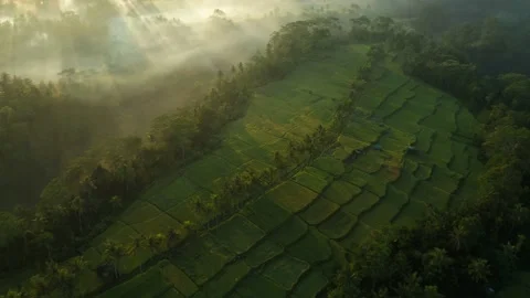 Magical morning light rays shine through mist at lush green Mancingan rice Stock Footage 166201276
