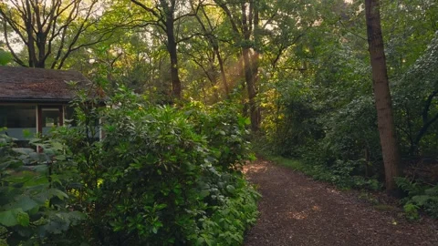 Magical Morning Sunbeam Through Forest Leaves on Peaceful Woodland Trail Stock Footage 337639967
