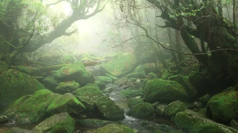 Magical moss forest with a stream and stones, foggy dark mysterious woods, lush Stock Footage 241328673