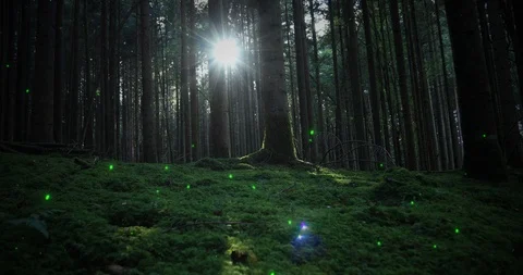 Magical mossy forest with fireflies motion Vídeos de archivo 99702189