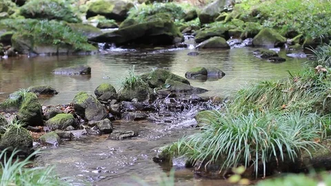 Magical Mossy Stream Stock Footage 121194736