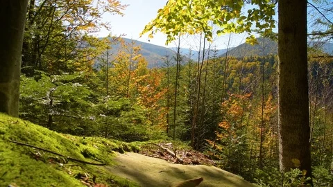 Magical mountain forest Stock Footage 97378900