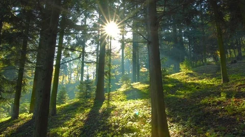 Magical mountain forest with the trees growing on hills . Stock Footage