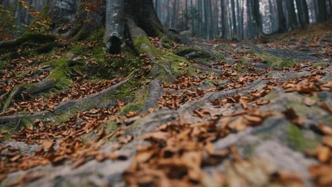 Magical mountain forest with the trees growing on hills wood autumn nature Video stock 98609470
