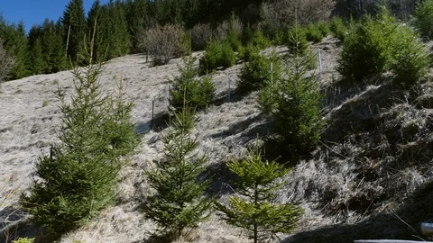 Magical mountain forest with the trees growing on hills Video stock 105377710