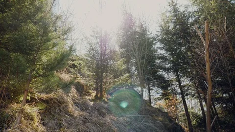 Magical mountain forest with the trees growing on hills Video stock 105377873