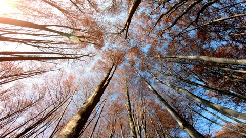 Magical mountain forest with the trees growing on hills . Warm sunbeams Stock-Footage 122453377