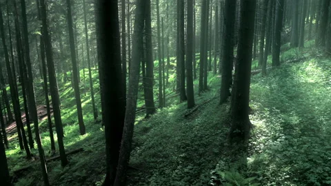 Magical mountain forest with the trees growing on hills . Warm sunbeams Stock Footage 136220951