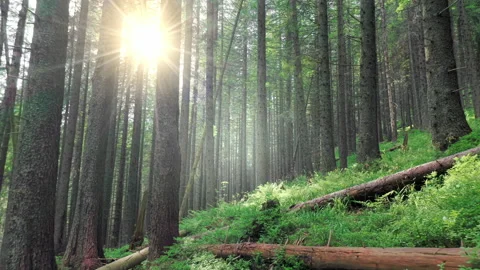 Magical mountain forest with the trees growing on hills . Warm sunbeams Stock Footage 155010826