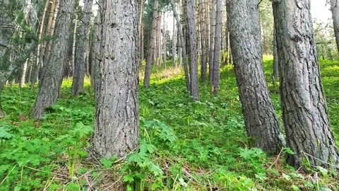 Magical Mountain Forest With The Trees Growing On Hills 動画素材 161878526