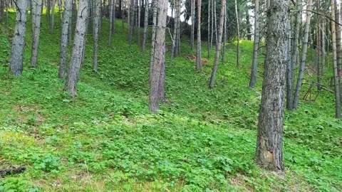 Magical Mountain Forest With The Trees Growing On Hills 動画素材 161878533