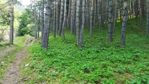 Magical Mountain Forest With The Trees Growing On Hills 動画素材 161878614
